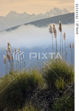 Pampas grass in the Andes Mountains - Ecuador 76543158