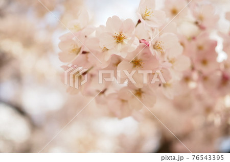満開桜のアップ 76543395