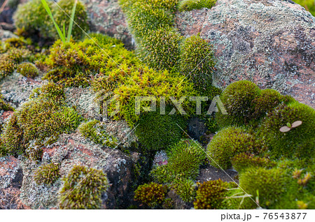 Moss on granite stones, nature close-up outdoors, variety plant nature. Bright green moss. Moss on granite stones, nature close-up outdoors, variety plant nature. Bright green moss. 76543877