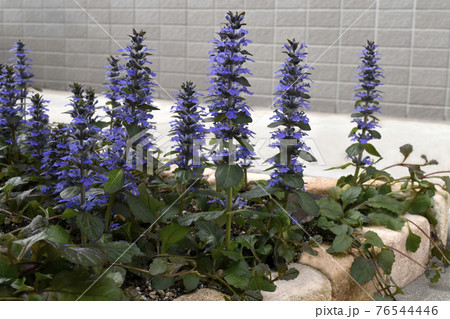 満開のアジュガレプタンス　SDGs　住宅ガーデニングイメージ 76544446