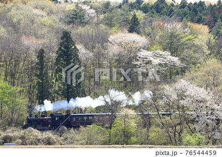 真岡鐵道「山桜咲く山肌を背景に走るSLもおか号」 真岡鐵道「山桜咲く山肌を背景に走るSLもおか号」 76544459
