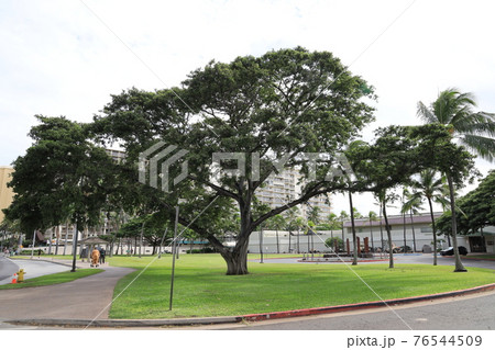 【アメリカ】ハワイ　ホノルルの緑と青い空と美しい光 76544509