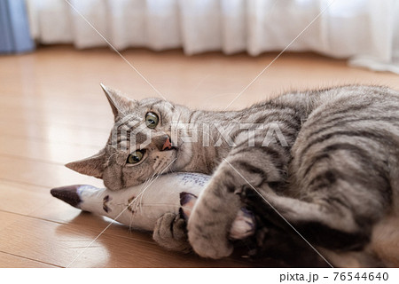 ぬいぐるみで遊ぶ猫 サバトラ猫 ぬいぐるみで遊ぶ猫 サバトラ猫 76544640