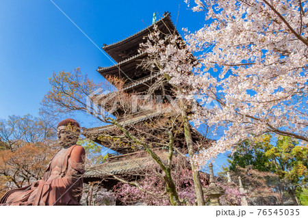 八事山興正寺、満開の桜〈愛知県名古屋市〉 76545035