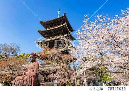 八事山興正寺、満開の桜〈愛知県名古屋市〉 76545036