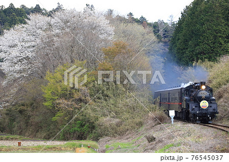 真岡鐵道「山桜咲く山間部を走抜けるSLもおか号」 76545037