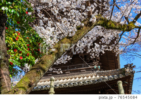 八事山興正寺、満開の桜〈愛知県名古屋市〉 76545084