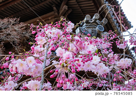 八事山興正寺、満開の桜〈愛知県名古屋市〉 76545085