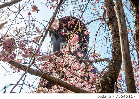 八事山興正寺、満開の桜〈愛知県名古屋市〉 76545117