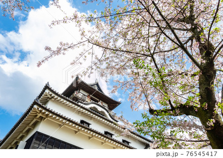 国宝犬山城、満開の桜〈愛知県犬山市〉 国宝犬山城、満開の桜〈愛知県犬山市〉 76545417