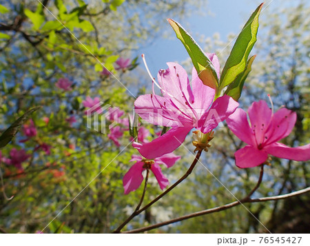 新緑青空背景の逆光に輝くヤマツツジ 76545427