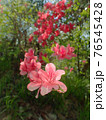 上から下に咲くヤマツツジ 76545428