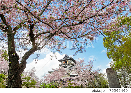 国宝犬山城、満開の桜〈愛知県犬山市〉 76545449