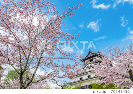 国宝犬山城、満開の桜〈愛知県犬山市〉 76545450