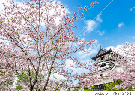 国宝犬山城、満開の桜〈愛知県犬山市〉 76545451
