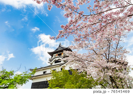 国宝犬山城、満開の桜〈愛知県犬山市〉 76545469