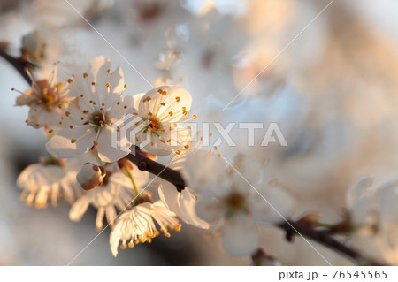 Spring flowers blooming on a tree 76545565