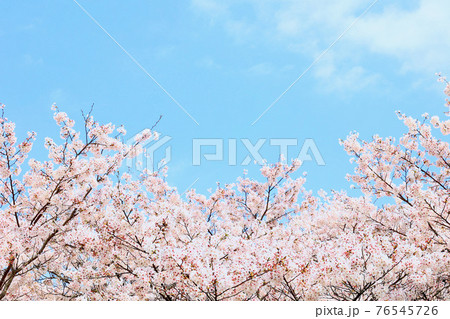 桜 76545726