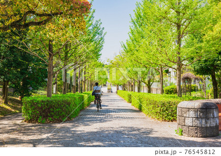 郊外の住宅地　新緑のイチョウ並木 76545812