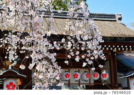 京都 平野神社と魁桜 京都 平野神社と魁桜 76546010