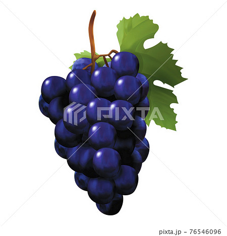 Realistic Detailed 3d Red Wine Grapes. Vector 76546096
