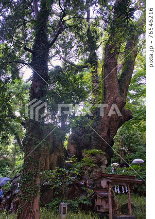来宮神社 来宮神社 76546216