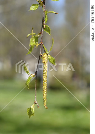 Common birch 76546296