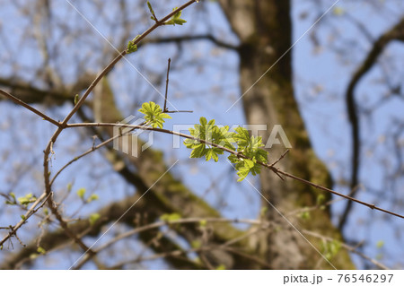 Field maple 76546297