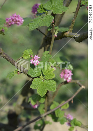 Flowering currant 76546298