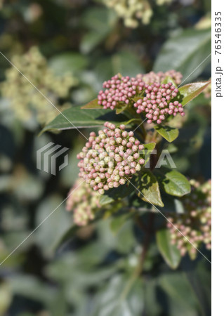 Laurustinus Laurustinus 76546335