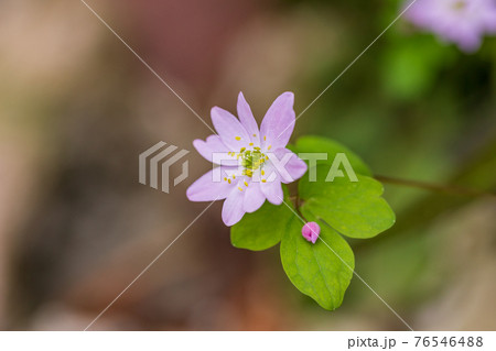 バイカカラマツの花 バイカカラマツの花 76546488