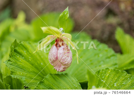 クマガイソウの花 76546664