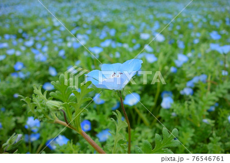 春・ネモフィラ 春・ネモフィラ 76546761