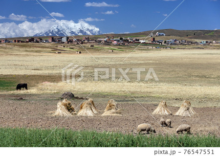 The altiplano - Bolivia - South America The altiplano - Bolivia - South America 76547551