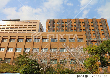 東京都文京区湯島にある東京医科歯科大学とさくら 76547836