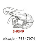 Large shrimp sketch, hand drawn prawn in engraved graphic style for fish menu  76547974