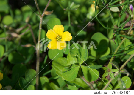 カタバミ 76548104