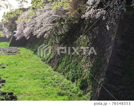 名古屋城の外堀と満開の桜の写真素材