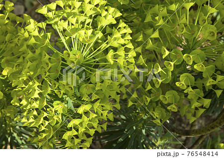 ユーフォルビア・カラキアスの花が咲いています。学名はEuphorbia characiasです。 ユーフォルビア・カラキアスの花が咲いています。学名はEuphorbia characiasです。 76548414