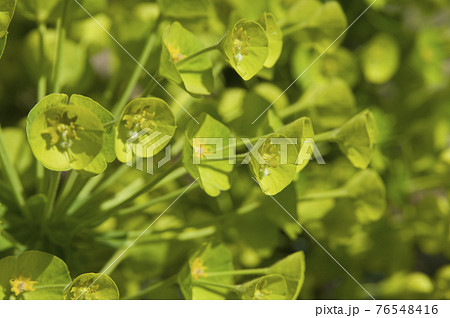 ユーフォルビア・カラキアスの花が咲いています。学名はEuphorbia characiasです。 ユーフォルビア・カラキアスの花が咲いています。学名はEuphorbia characiasです。 76548416