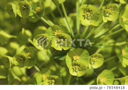 ユーフォルビア・カラキアスの花が咲いています。学名はEuphorbia characiasです。 ユーフォルビア・カラキアスの花が咲いています。学名はEuphorbia characiasです。 76548418