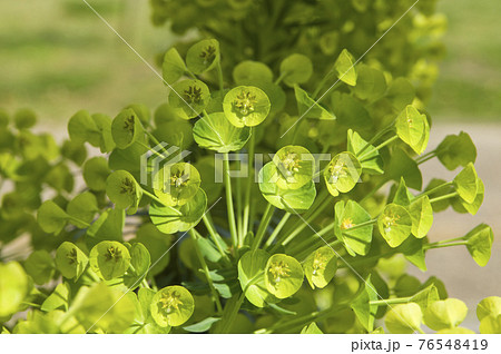 ユーフォルビア・カラキアスの花が咲いています。学名はEuphorbia characiasです。 76548419
