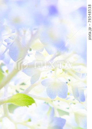 紫陽花 76548538