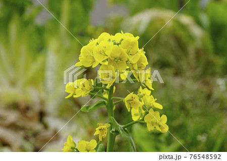 春の畑、菜の花に似るが花大きい「白菜の花」...2 春の畑、菜の花に似るが花大きい「白菜の花」...2 76548592