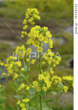 春の畑、菜の花に似るが花大きい「白菜の花」...3 76548593