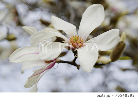 春 遠くからでも認識できるコブシの白い花 1の写真素材