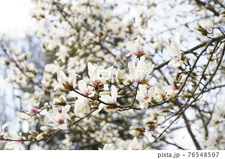 春 遠くからでも認識できるコブシの白い花 3の写真素材