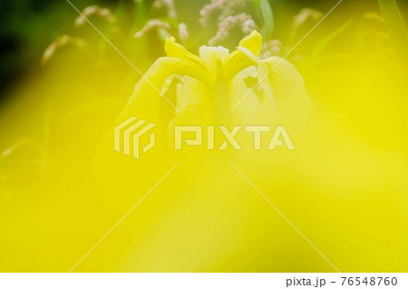 花菖蒲 76548760