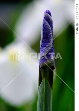 花菖蒲 76548761