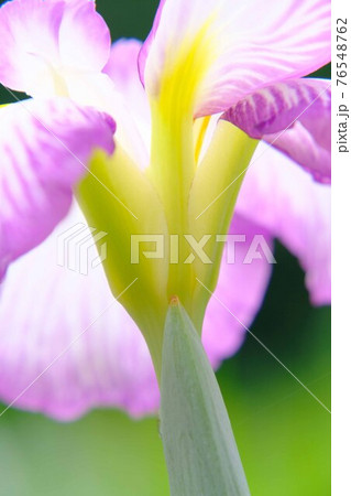 花菖蒲 76548762